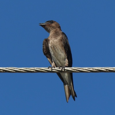 Northern Rough-winged Swallow Northern Rough-winged Swallow